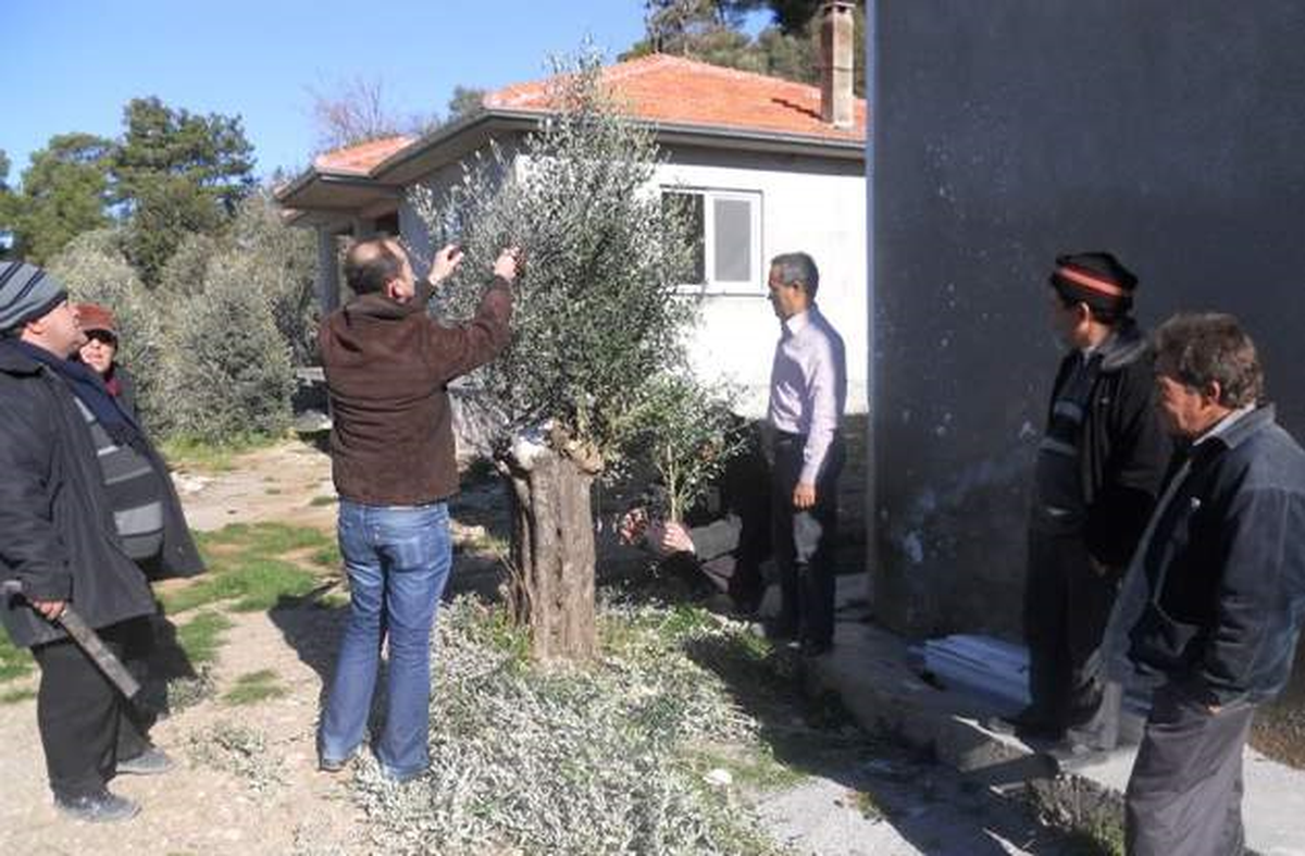 Dalaman'da 'Haydi Zeytin Budamaya' Kampanyası