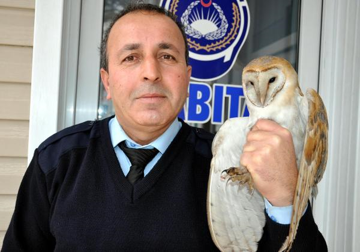 Karda Aç Kalan Baykuş, Belediyede Tedaviye Alındı