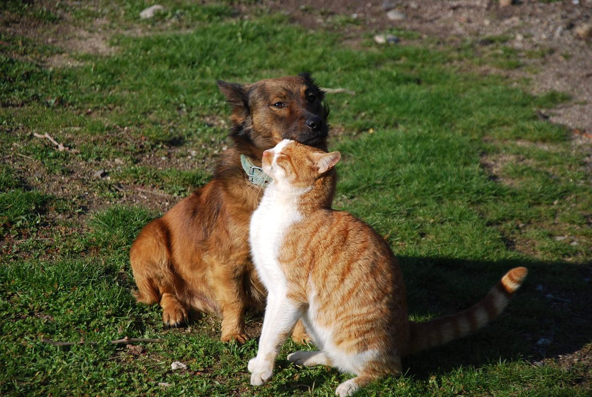 Kedi ile Köpek Artık Düşman Değil