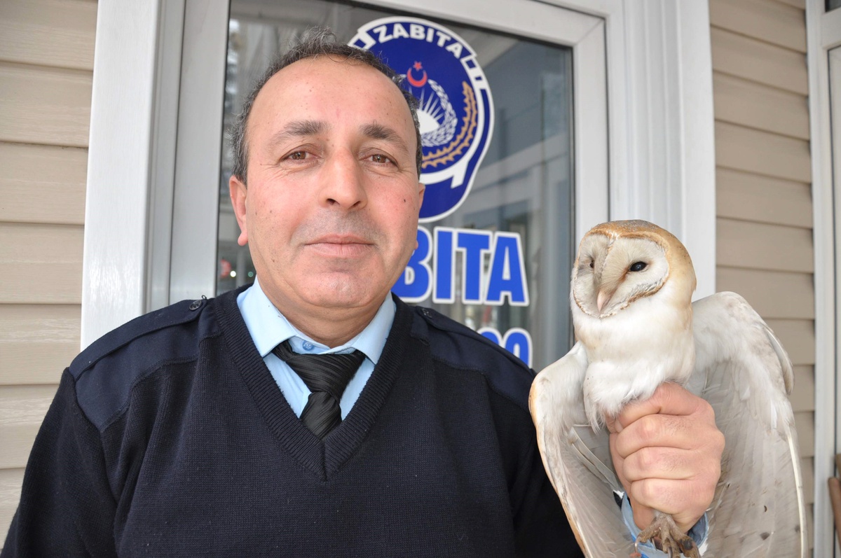 Soğuktan Üşüyen ve Aç Kalan Baykuş, Belediye'de Bakıma Alındı