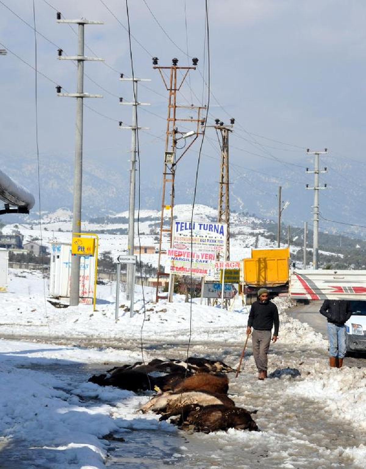 Yüksek Gerilim Hattı Koptu, 13 İnek Telef Oldu