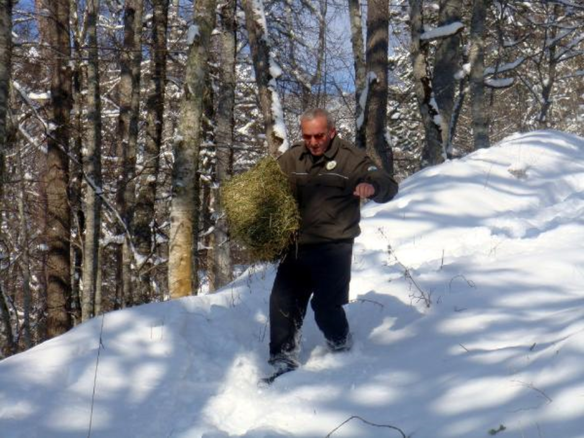 Zonguldak'ta Yaban Hayvanları İçin Doğaya Yem Bırakıldı
