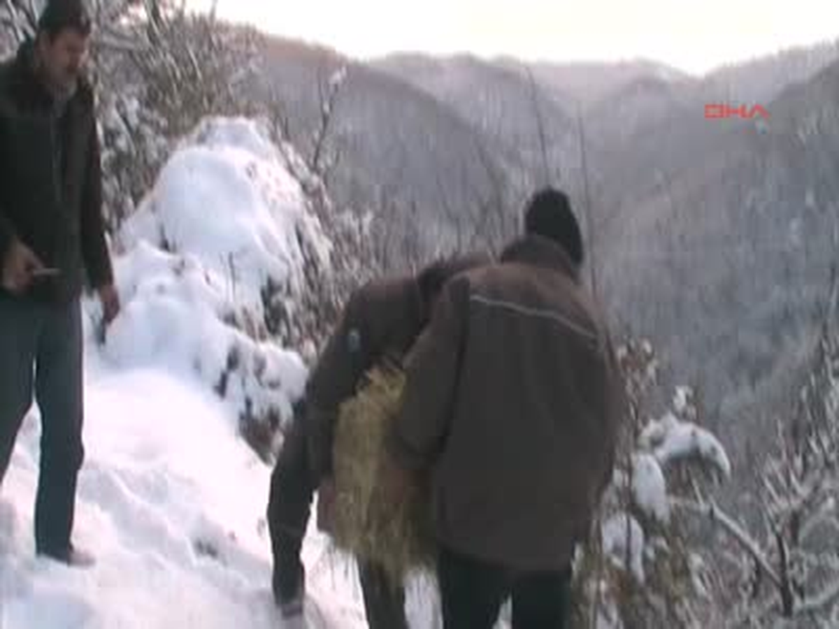 Zonguldak\'ta Yaban Hayvanları İçin Doğaya Yem Bırakıldı