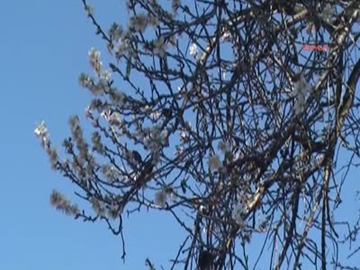 Demre'ye Bahar Geldi Türkiye'nin Büyük Bölümünde Kış Şartları Yaşamı Olumsuz Etkilerken,...