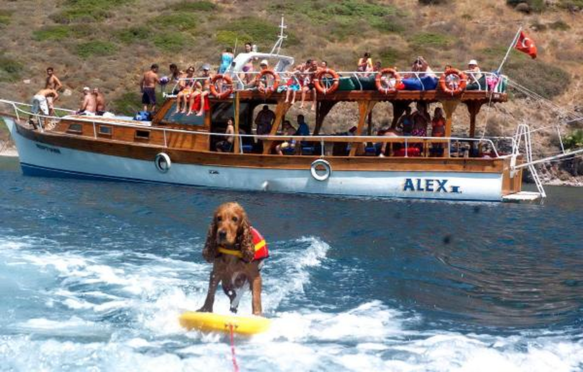 Kaptan Mandalinci'nin Köpeği 'Cındy' Öldü