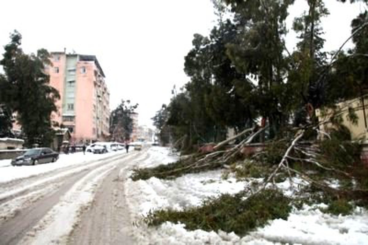 Kent Ormanında Binlerce Ağaç Karda Devrildi