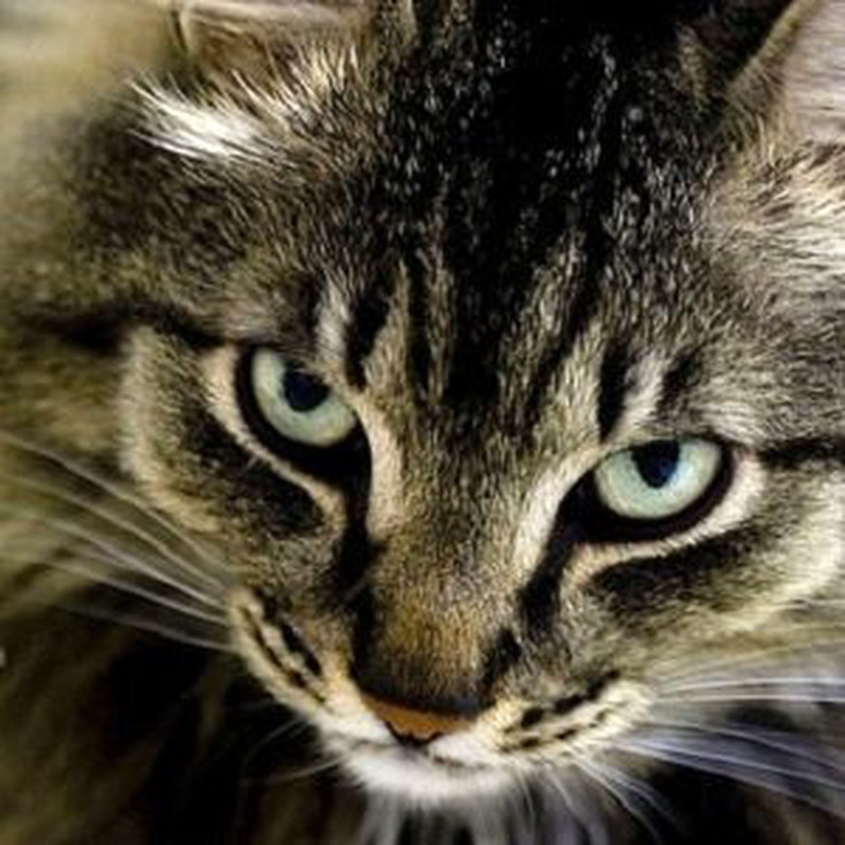 Kedi, Timsahı Rezil Etti