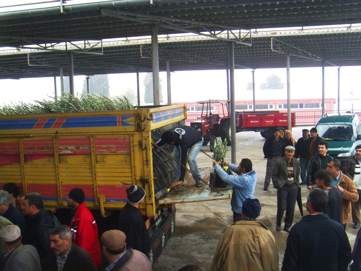 Akyeniköy\'de Üreticilere 7 Bin 812 Adet Zeytin Fidanı Dağıtıldı