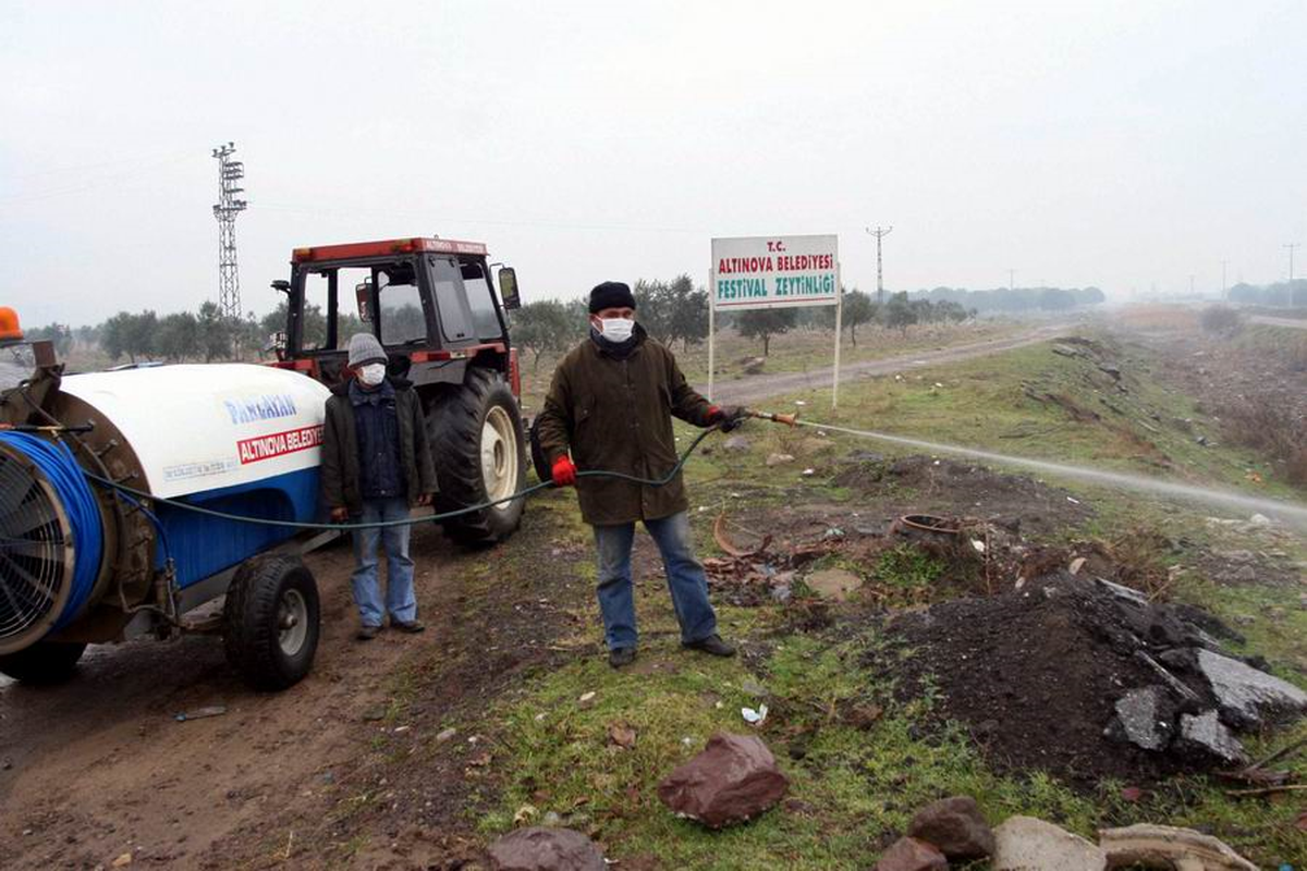 Altınova'da Larva Mücadelesi Başladı