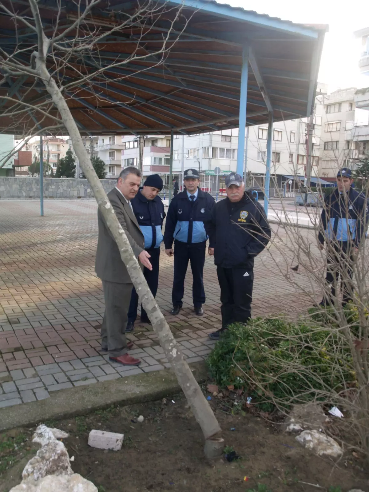 Çiftlikköy Belediyesi'nden Kesilen Ağacı Kurtarmak İçin Seferberlik