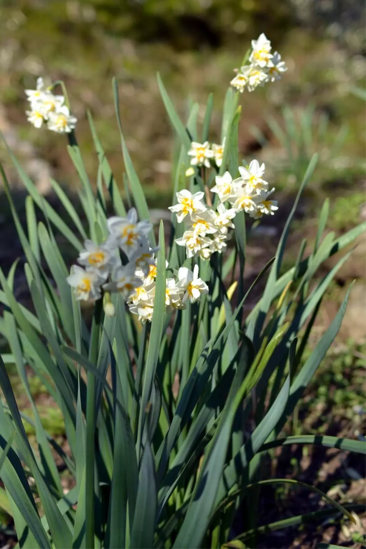 Nergiz Çiçekleri İzmir'i ve İstanbul'u Süslüyor