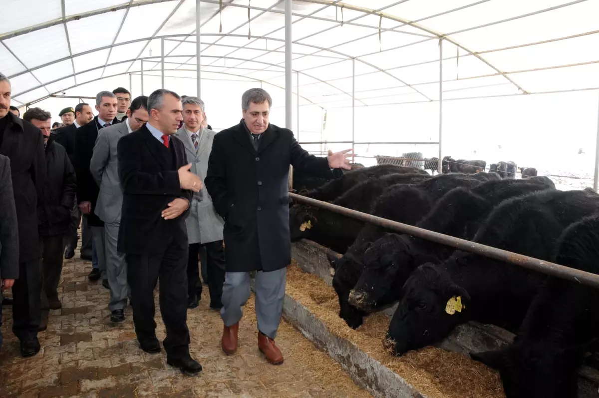 Safranbolu'da Angus Çiftliği Açıldı - Karabük Valisi İzzettin Küçük Açıklaması