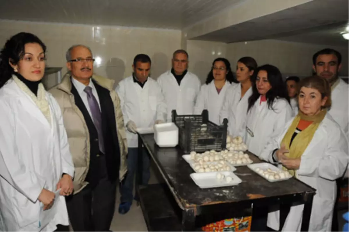 Sezonun İlk Hasadı Yapıldı