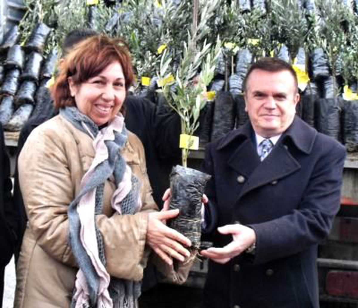 Söke'de 31 Bin Zeytin Fidanı Dağıtıldı