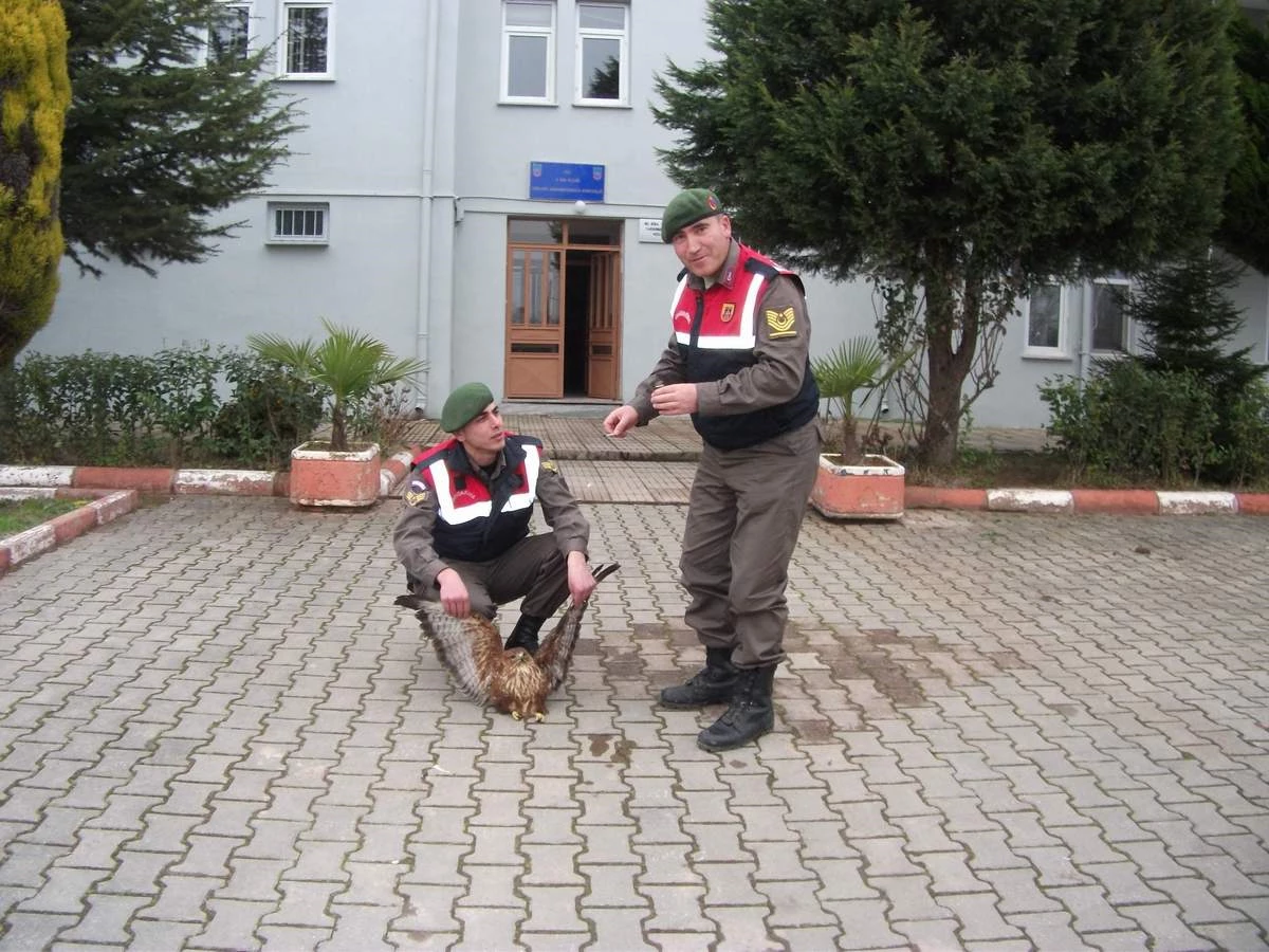 Yaralı Doğana Jandarma Sahip Çıktı