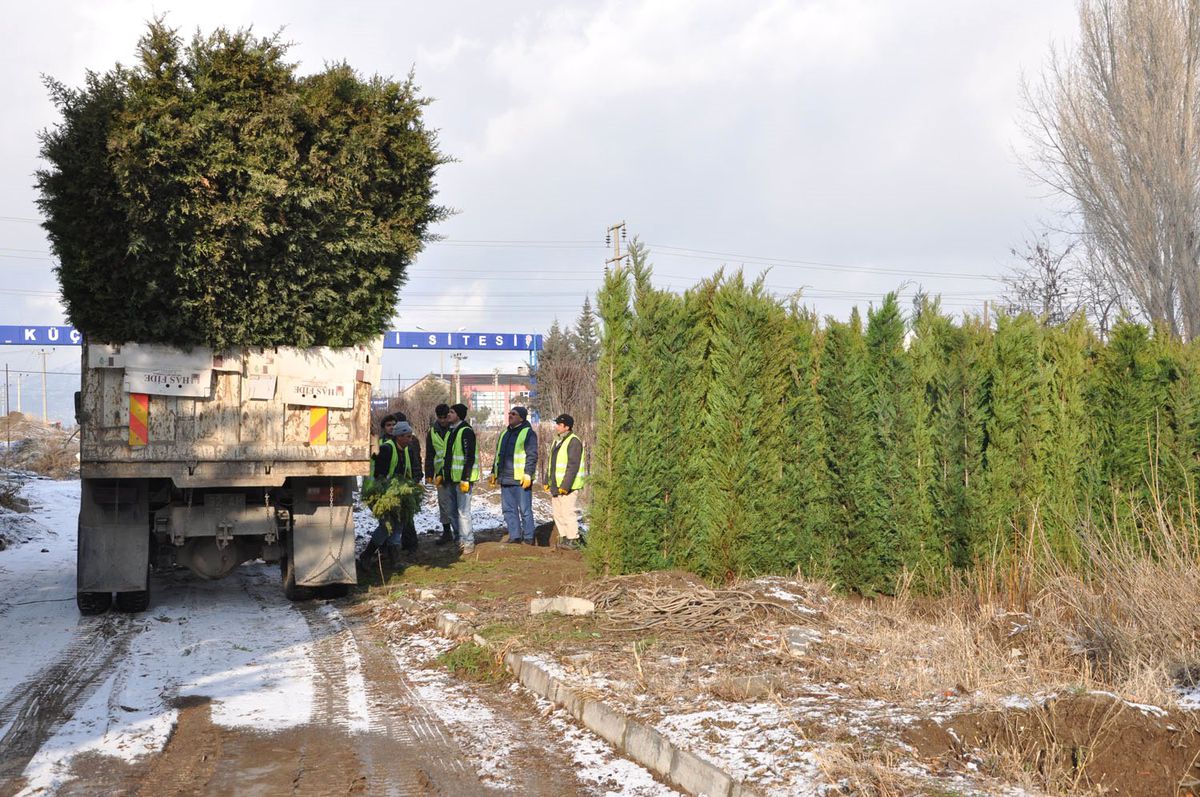 2012\'de 100 Bin Ağaç
