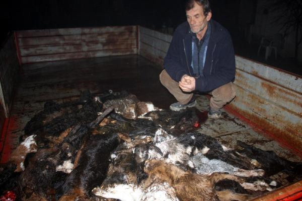 Köpek, 48 Küçükbaş Hayvanı Telef Etti