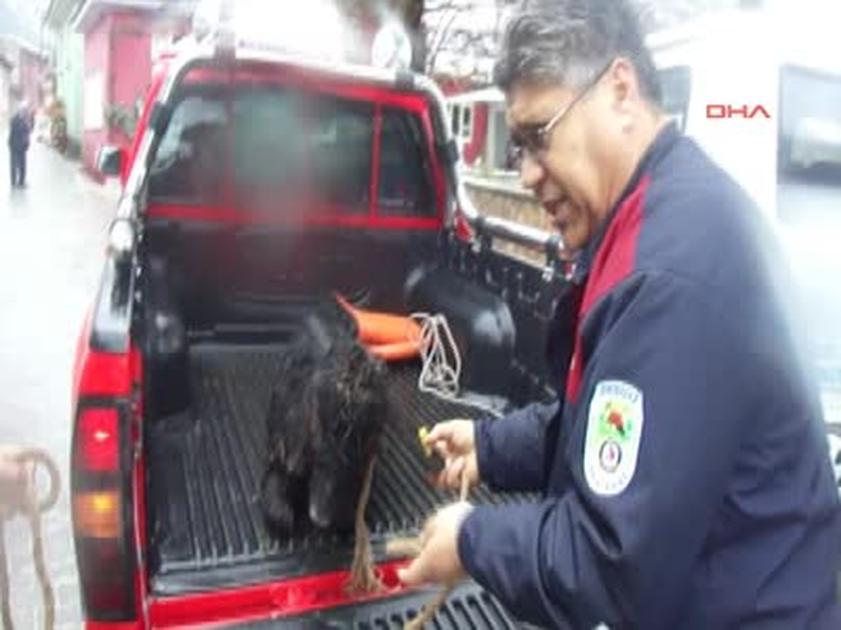 Mahsur Kalan Keçi ve Köpeği İtfaiye Kurtardı