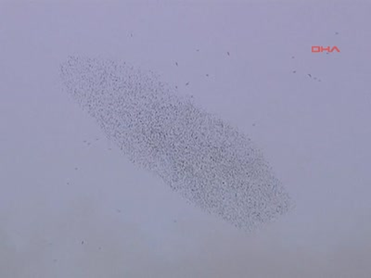 Sığırcık Kuşları İstanbul Semalarında Renkli Görüntüler Sergiledi