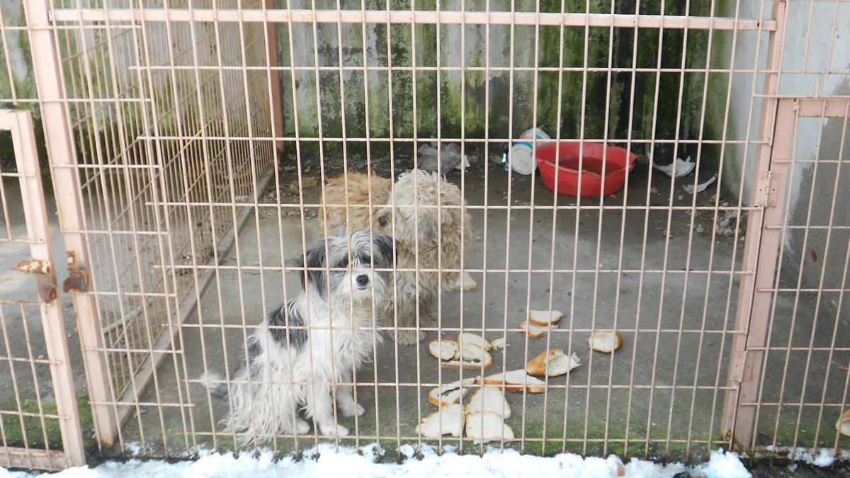 Sokak Köpeklerine Belediye Şefkati