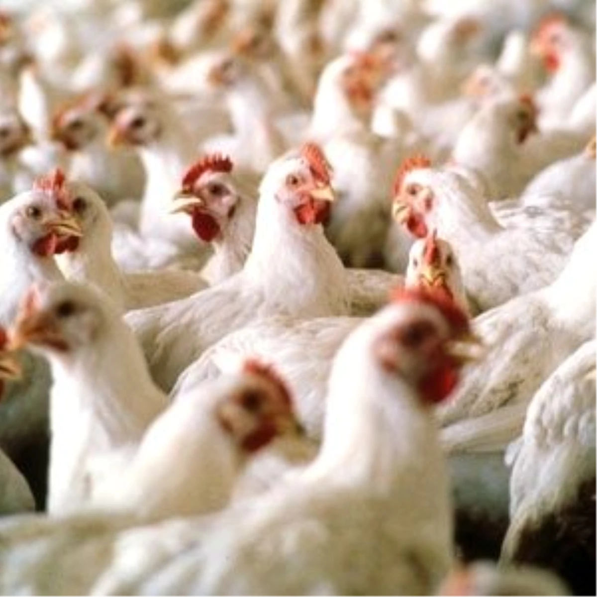 Suudi Arabistan\'ın Türkiye\'den Kanatlı Et Ürünleri İthalatı Kararı