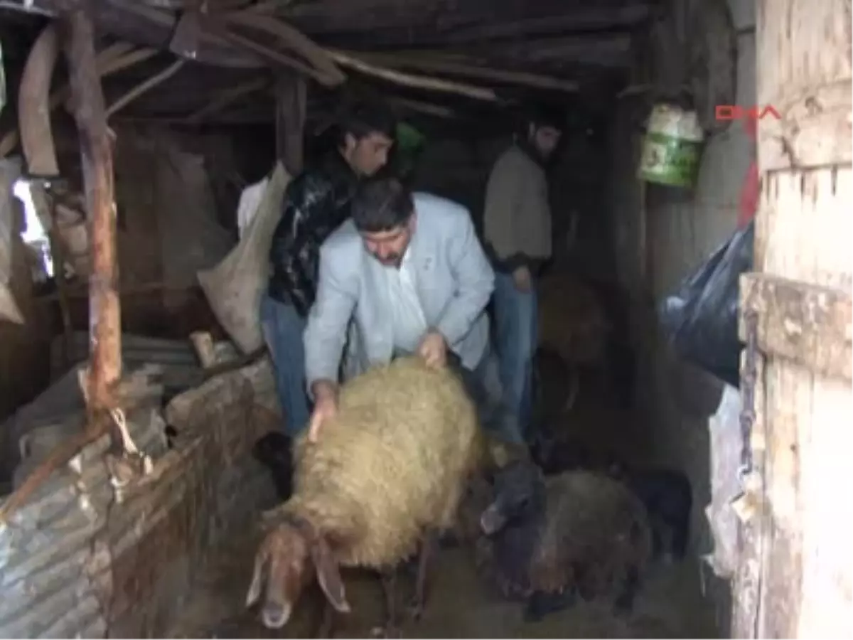5 Günde 49 Koyunu Öldü