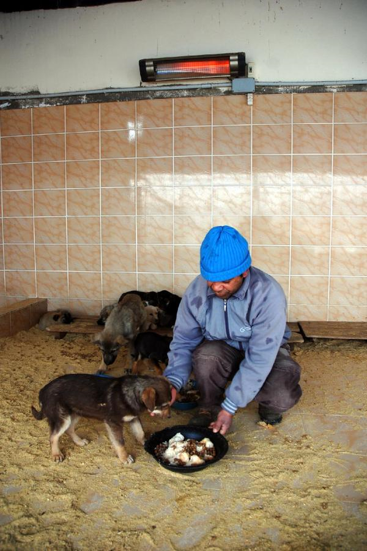 Barınaktaki Köpeklere Isıtıcı