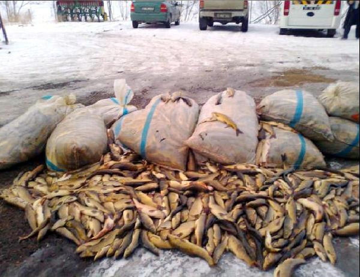 Bin 100 Kilo Sazanla Yakalandılar
