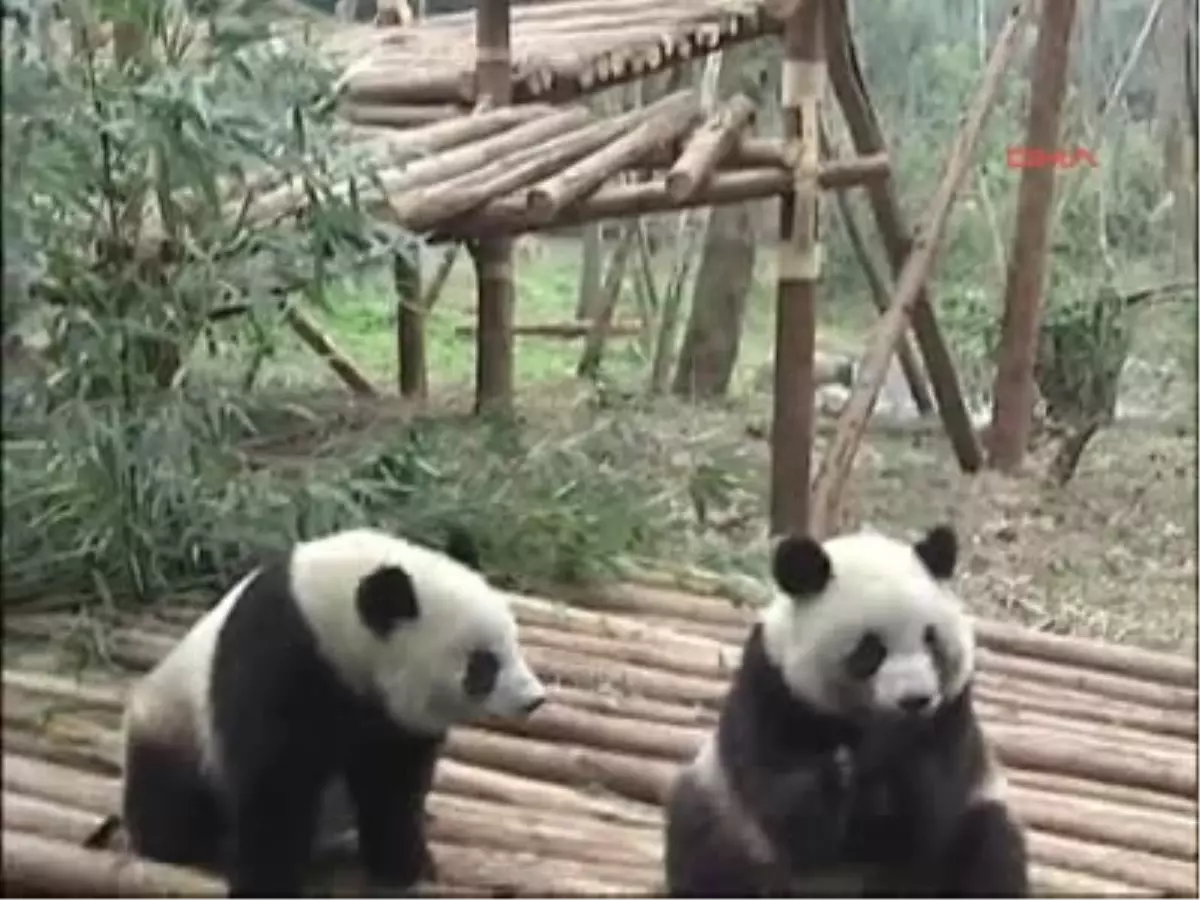 Hiç Panda Antrenmanı Gördünüz Mü?