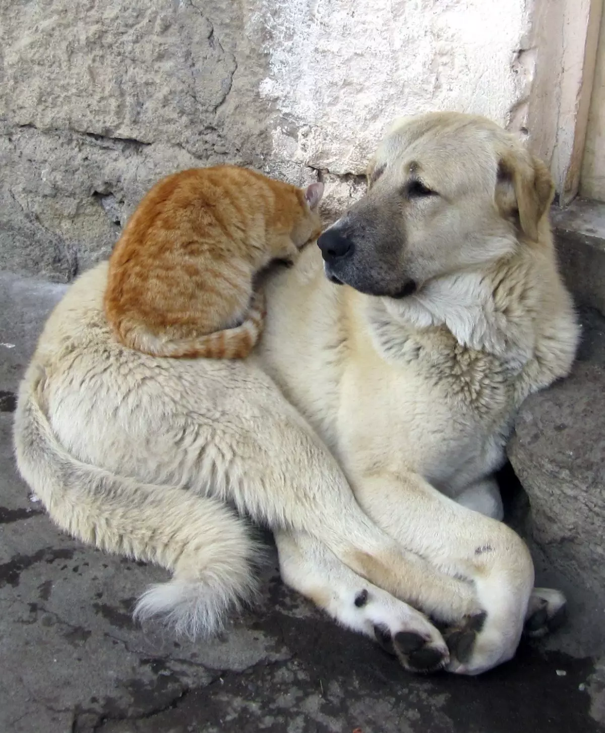 Ezeli Düşmanlar Soğukta Dost Oldu