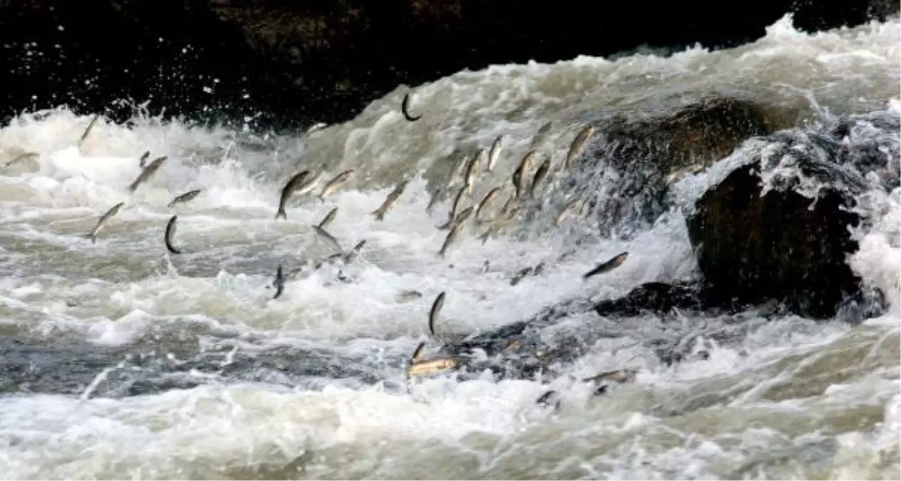 İnci Kefali Çizgi Filmle Çocuklara Tanıtıldı