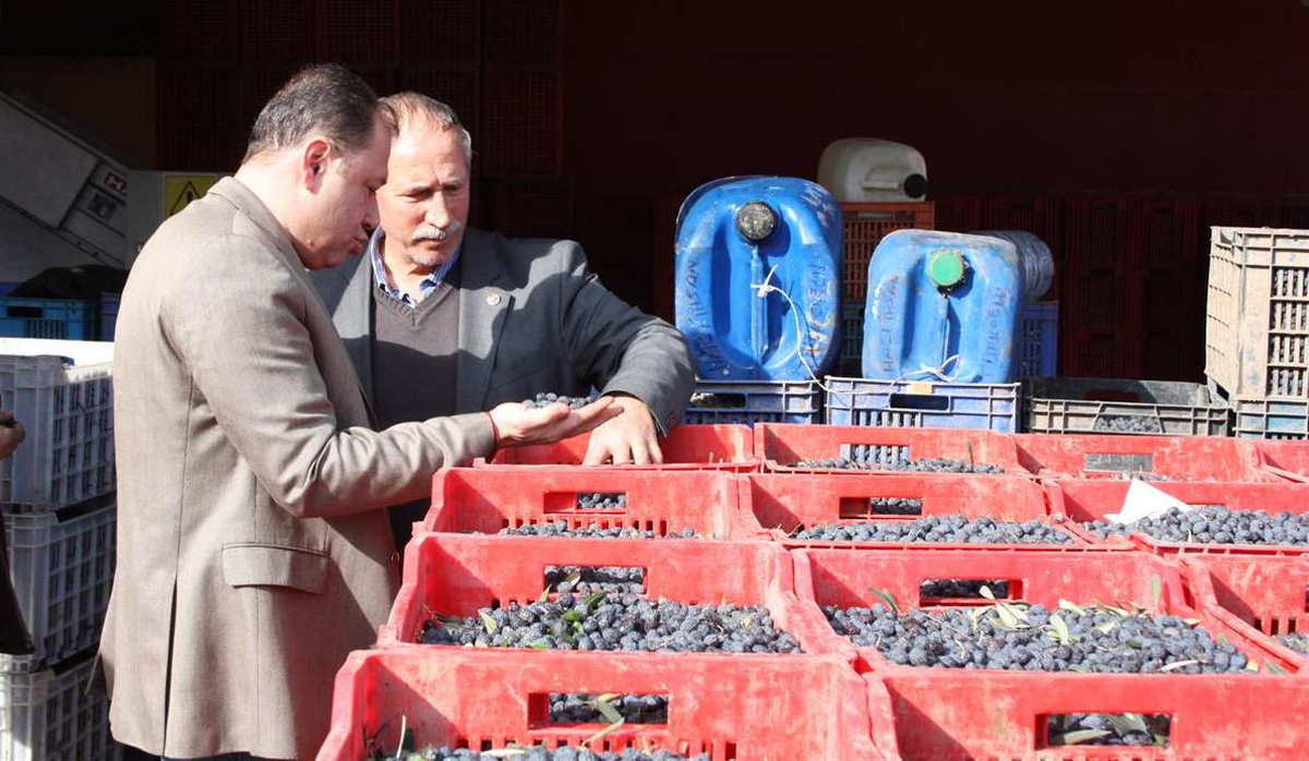 Zeytindeki Zarar İgm Gündemine Geliyor