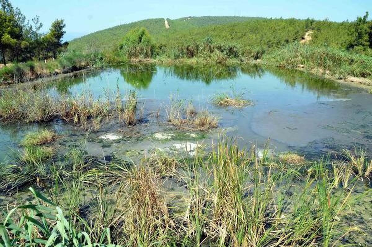 Güvercinlik Koyu'nu Kurtaracak İhale Yapıldı