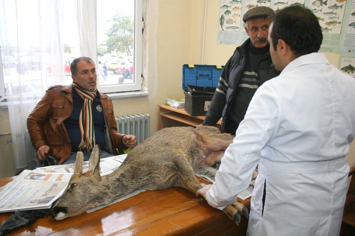 Köye İnen Karaca'ya Köpekler Saldırdı