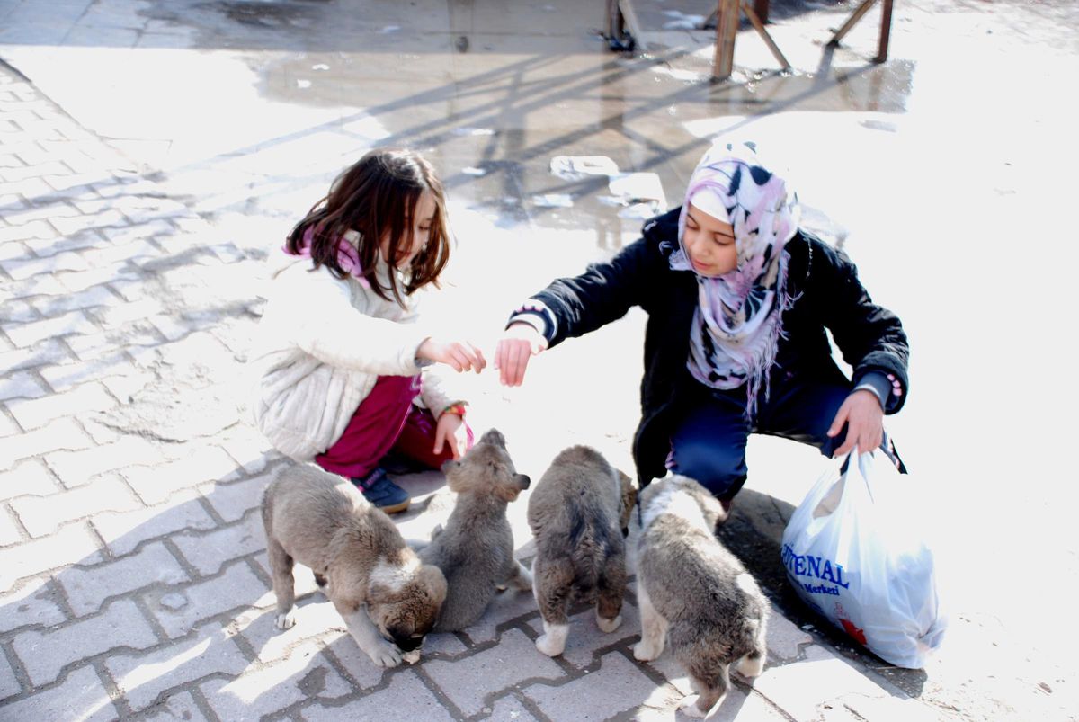 Soğuktan Titreyen ve Aç Kalan Yavru Köpeklere Çocuklar Sahip Çıktı