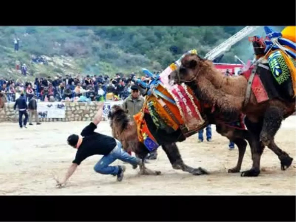 Sahipleri Azgın Develeri Ayırmakta Güçlük Çekti