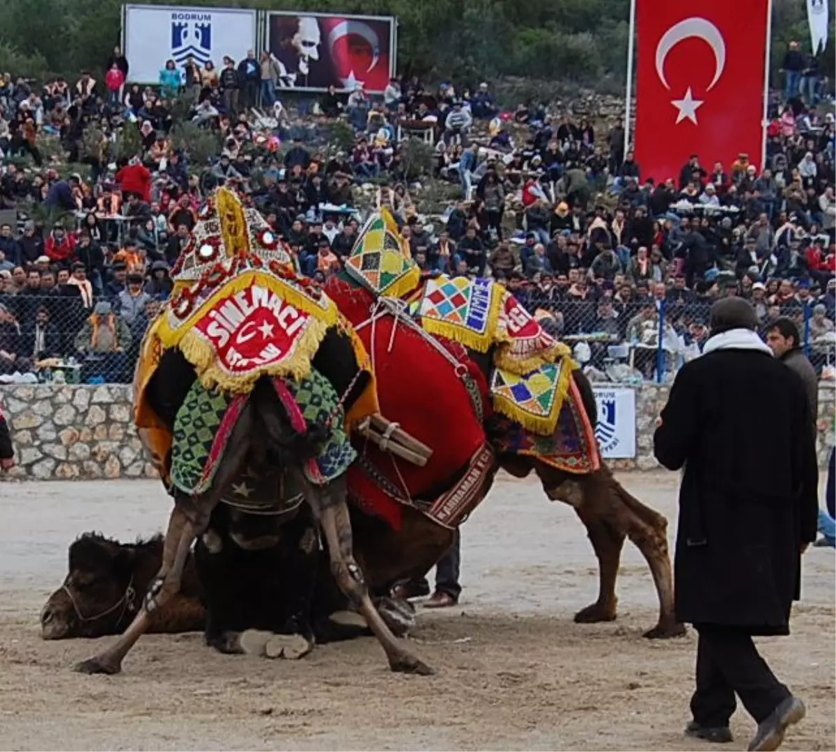 Bodrum\'da Deve Güreşleri Yapıldı