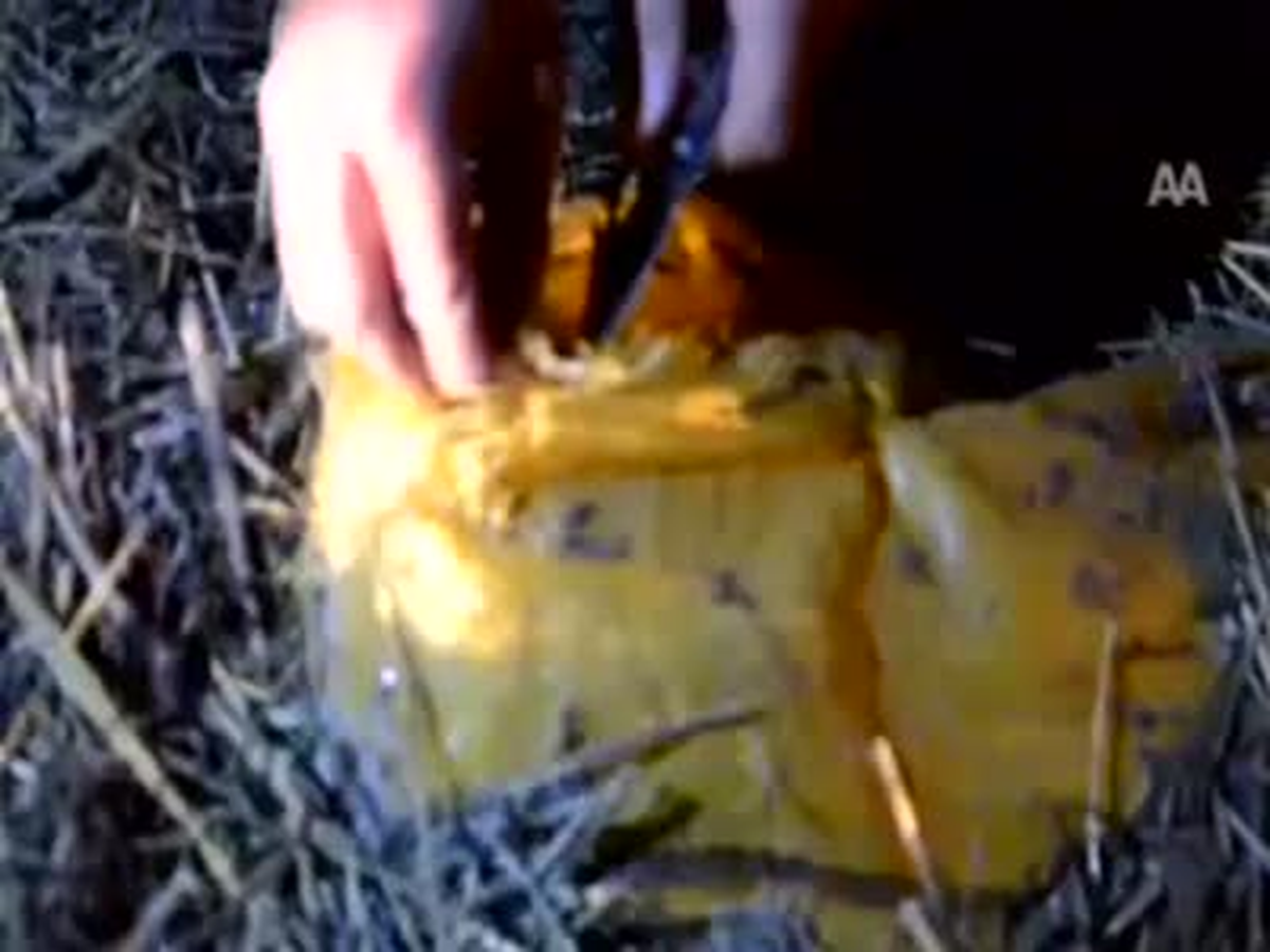 361 Kilo Esrar Ele Geçirildi