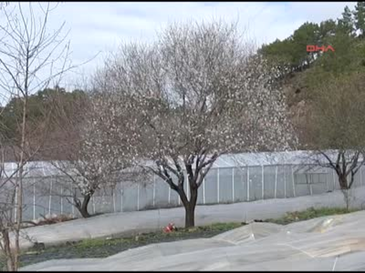 Anamur\'da Badem Ağaçları Çiçek Açtı