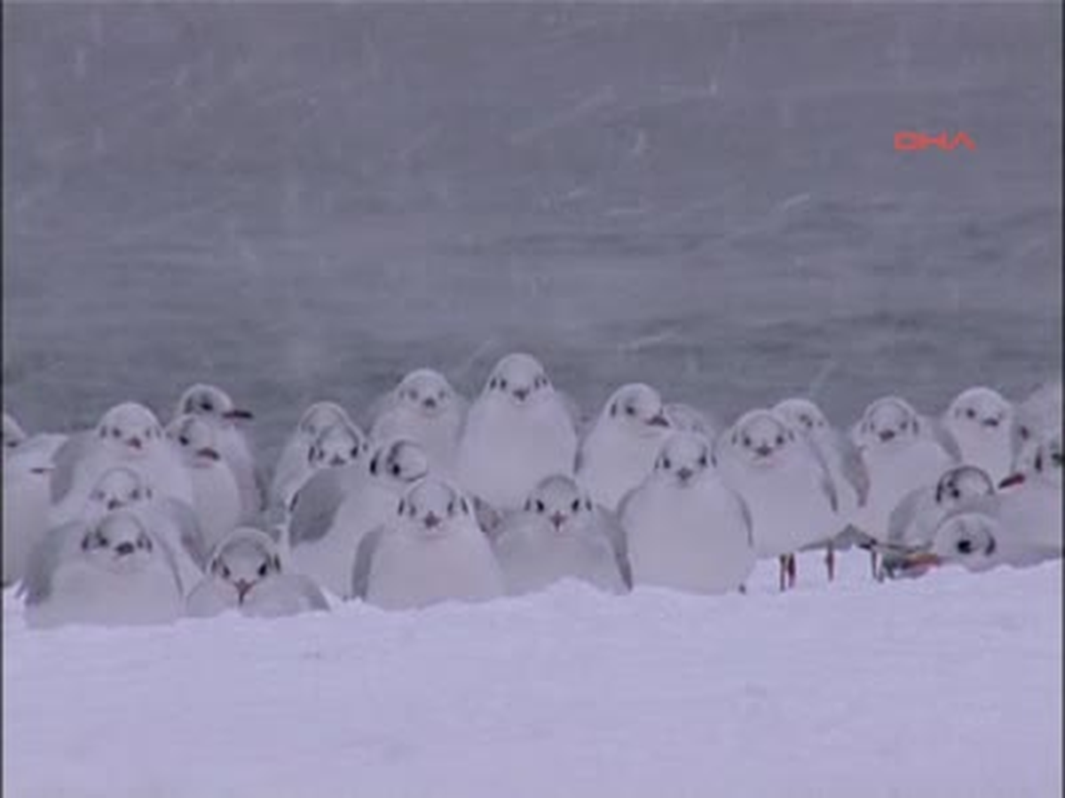 Boğaz Balıklarına Soğuk Kırımı
