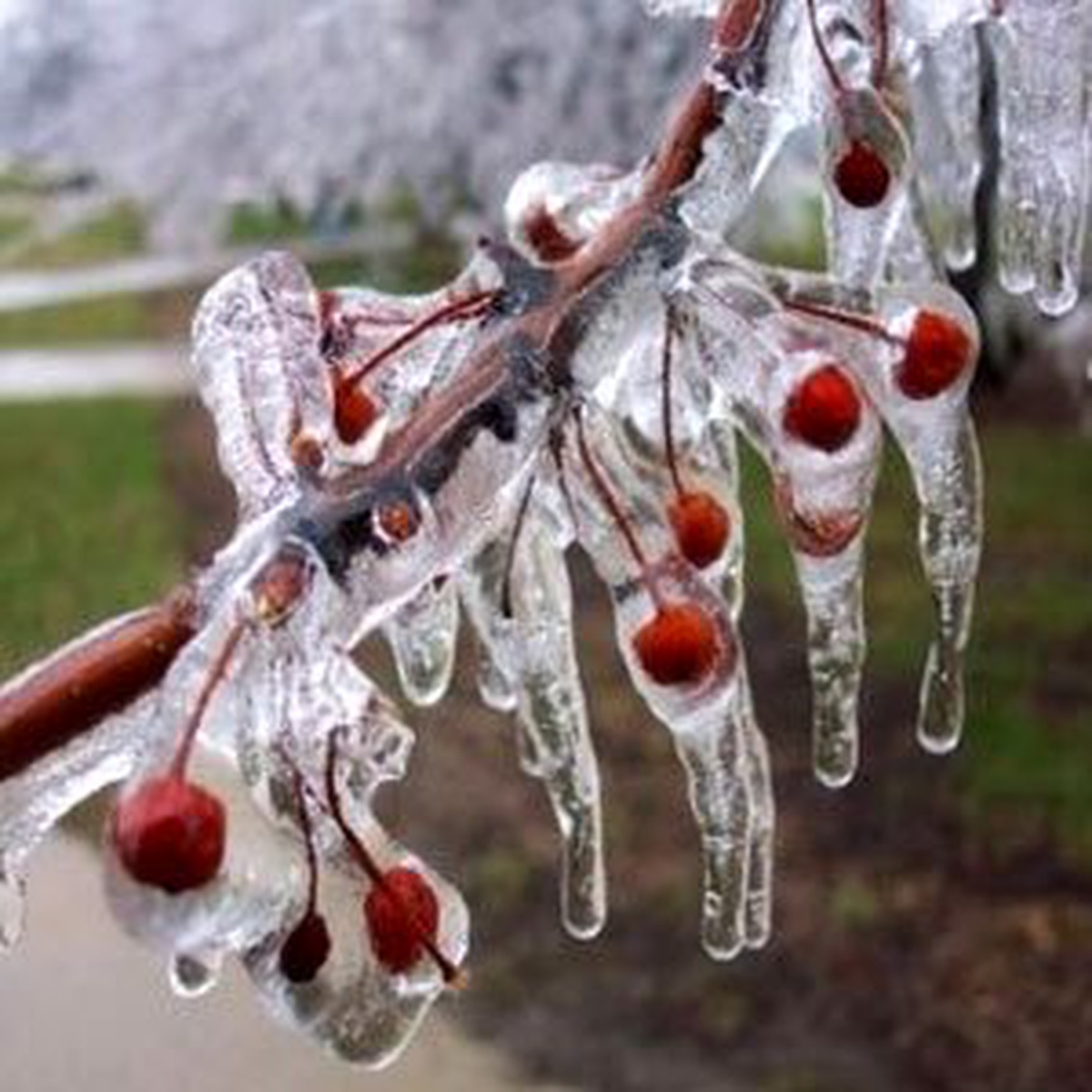 Meteoroloji\'den Zirai Don Uyarısı