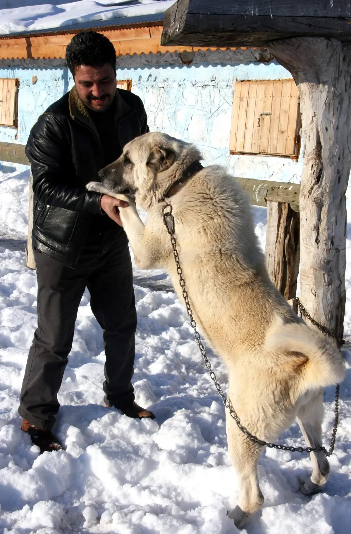 Kar Üzerinde \'Kangal Ski\'