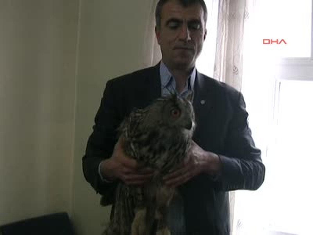 Yaralı Baykuş Emin Ellerde