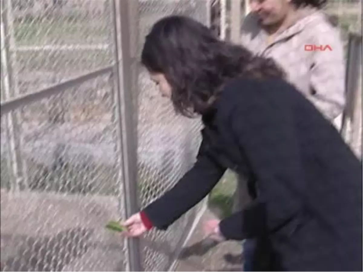 Antalyaekmaymun Shakira\'ya Sevgili Geldi