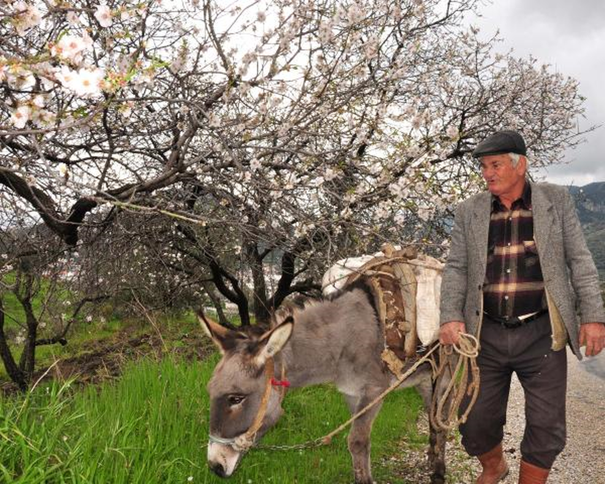 Datça\'da Bahar Havası