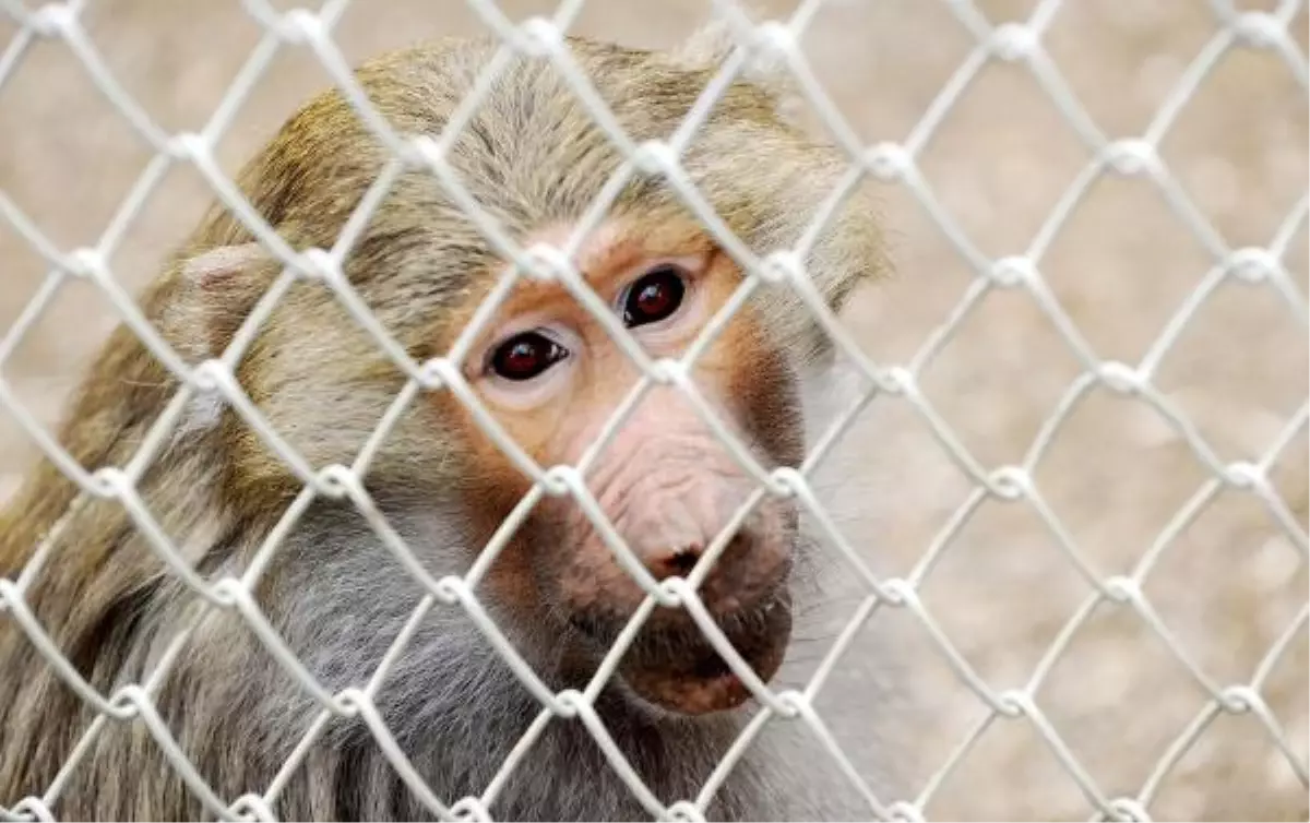 Maymun Shakira\'ya Sevgili Geldi