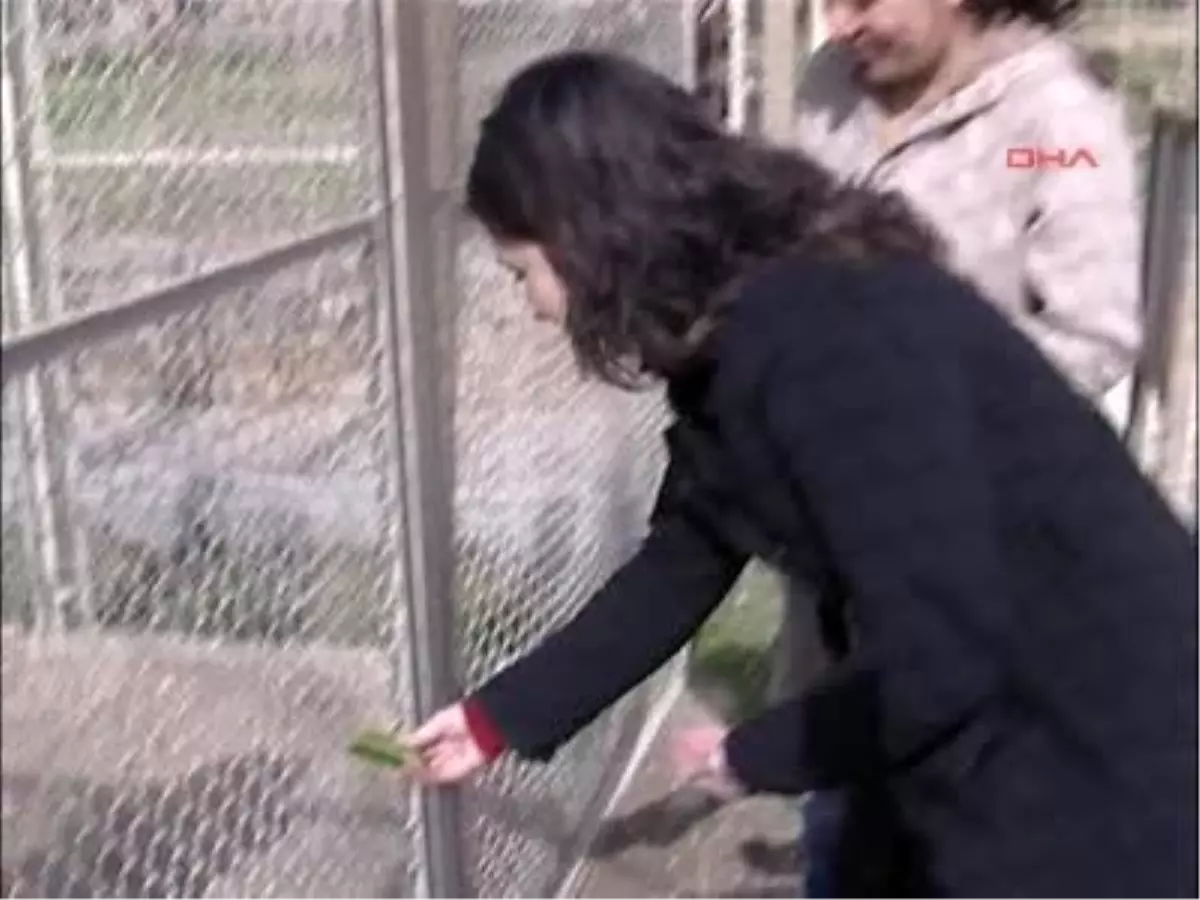 Maymun Shakira\'ya Sevgili Geldi