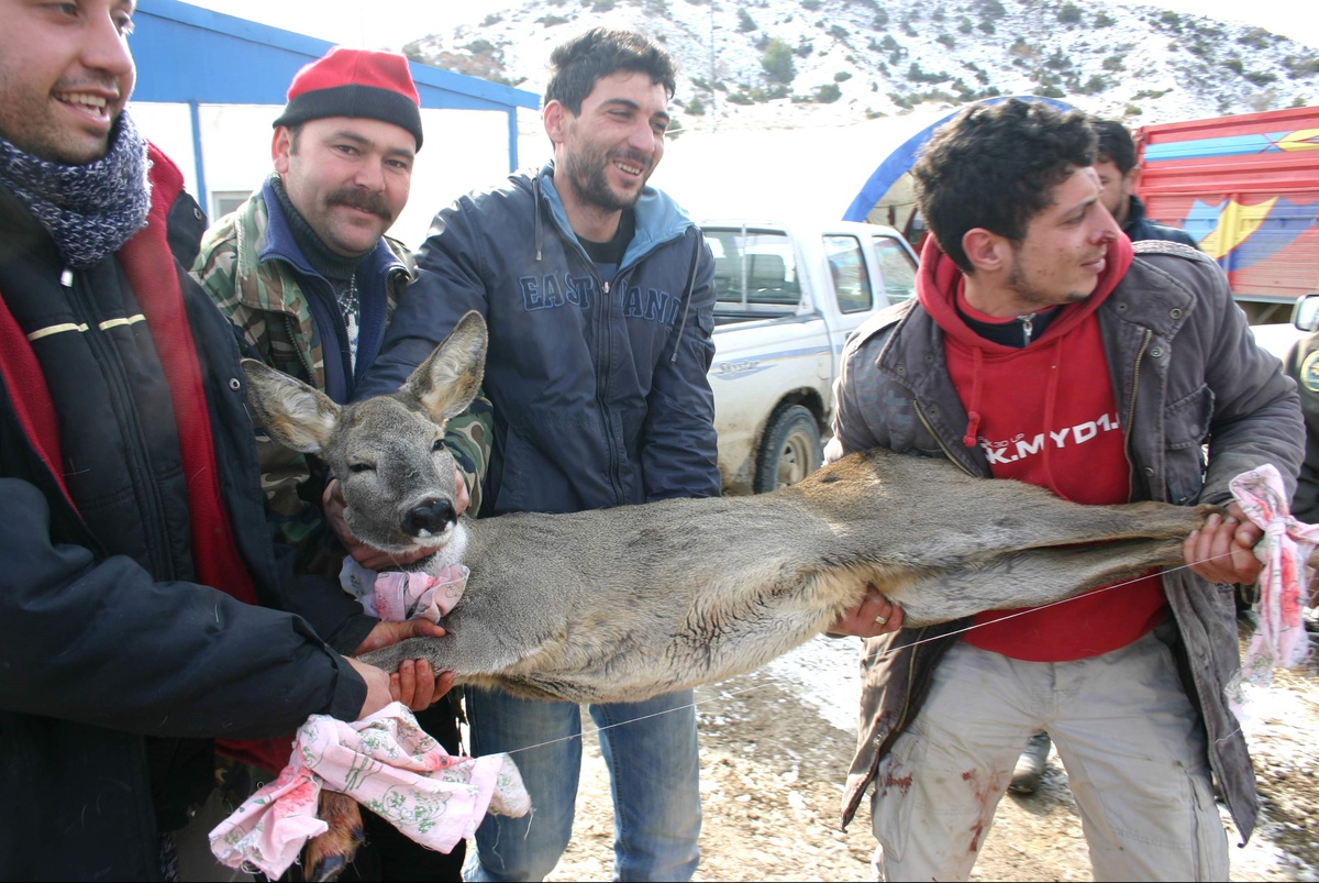 (Özel Haber) Sulama Kanalına Düşen Karacaları İşçiler Kurtardı