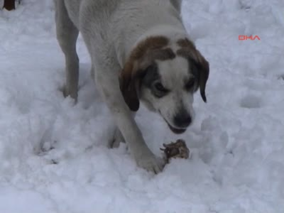 Orta Karadeniz Dün Akşamdan Bu Yana Yağan Kar Yağışı ile Beyaza Büründü