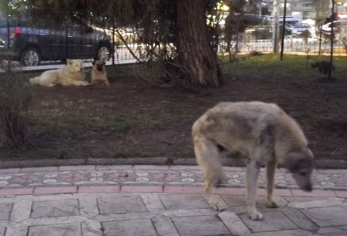 Sokak Hayvanları Şefkat Bekliyor